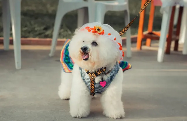 Direção criativa Festa Aunina